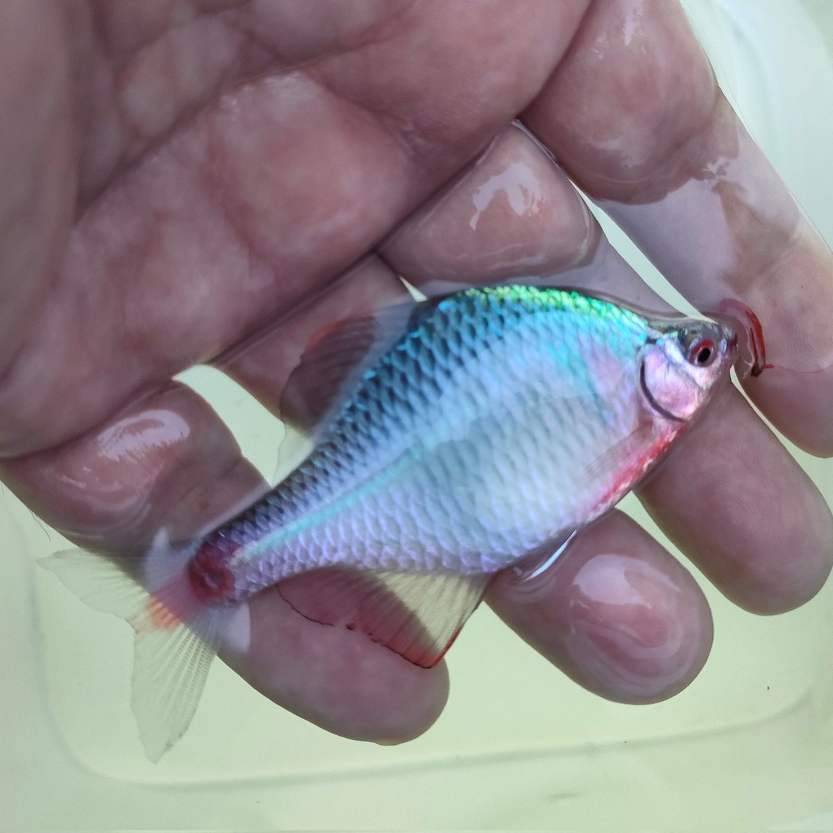 タナゴf 51EKYsE-T9L._UF350,350_QL80_.jpg