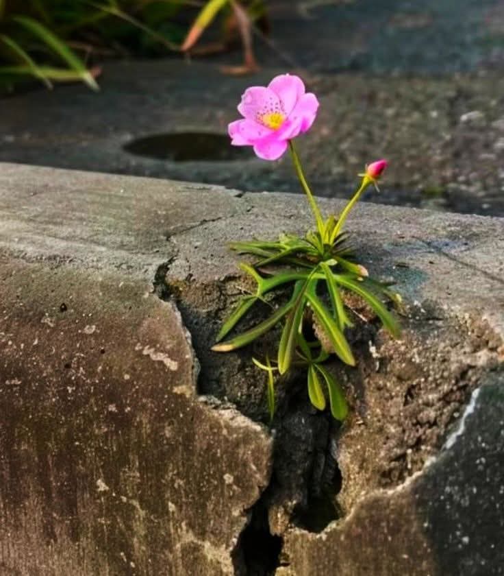 एक जख्म भरने के लिए गलत जगह से,
मरहम की उम्मीद..
नए जख्म की वजह बन सकती हैं..✍️❤️
#TheycalllHimOG #OGReview #TrendingNow