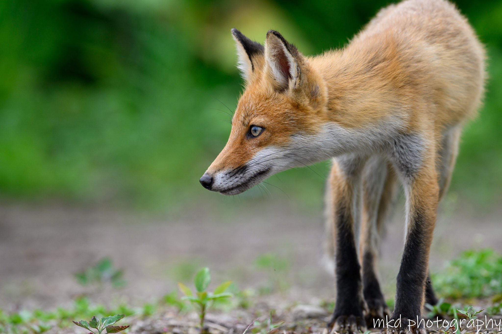キツネ mkd_photography on X: