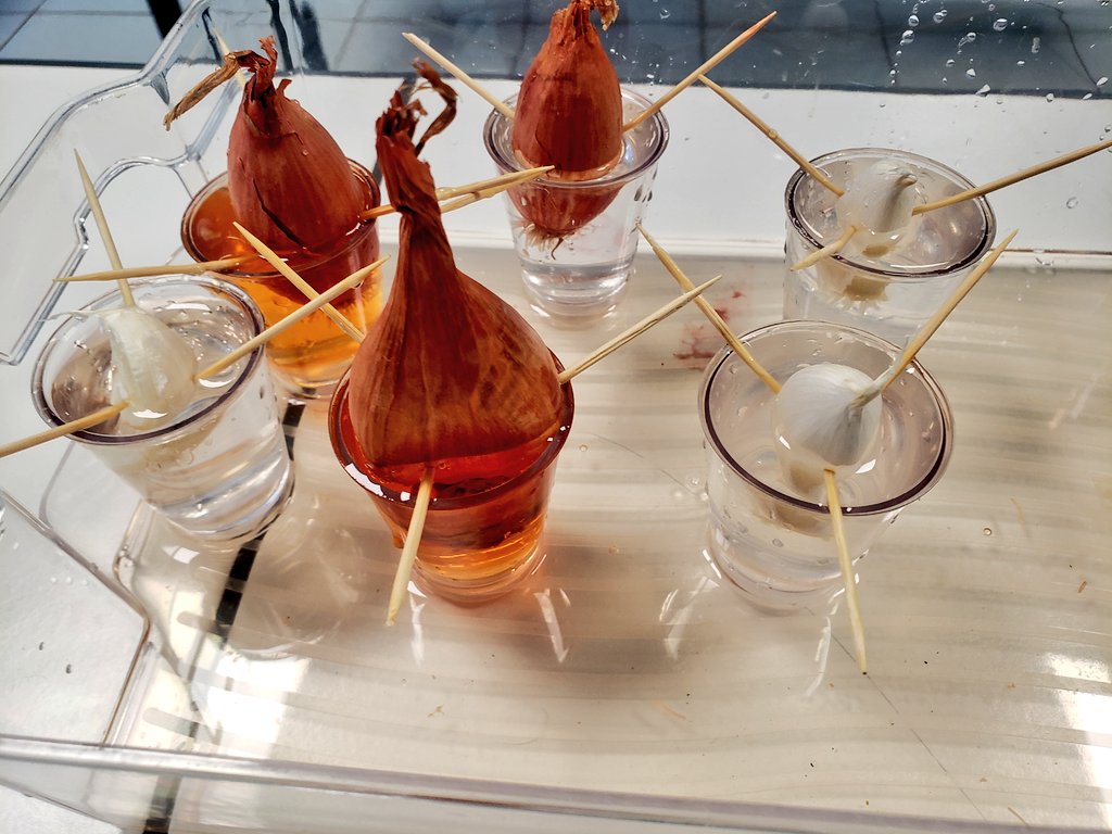 Dissection et coloration de cellules de racines d'échalote en 3ème. Bravo pour ces observations ! Vive le colorant à la myrtille ! #SVT