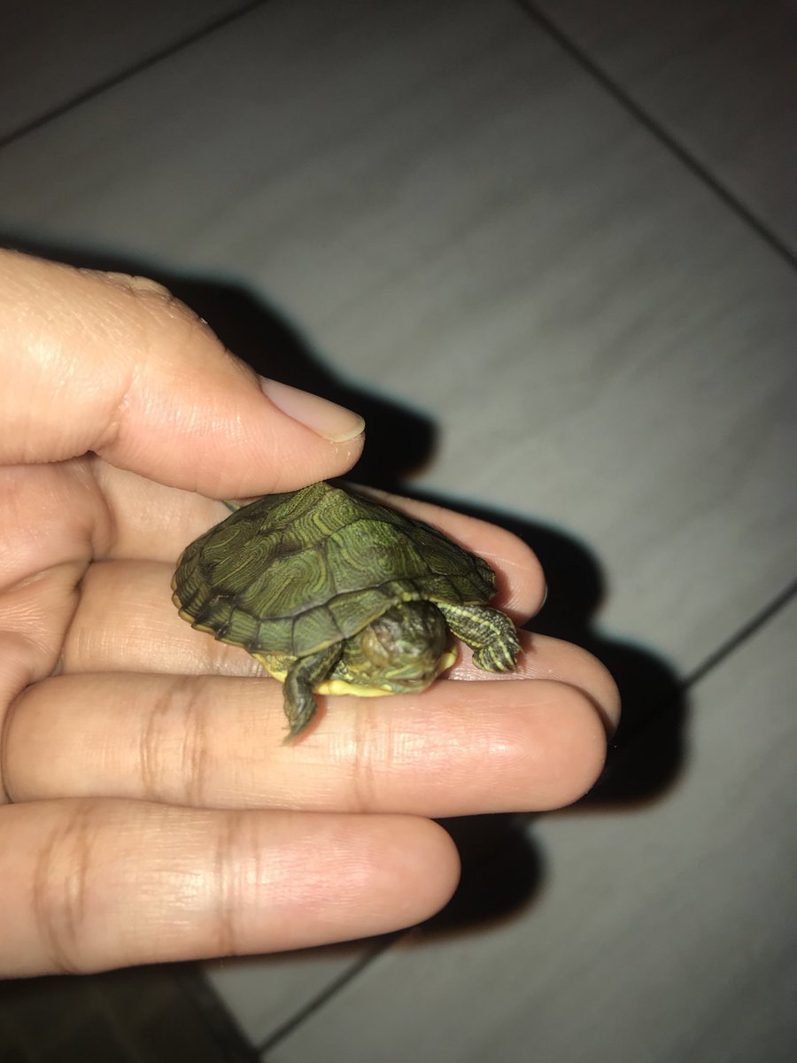 hennyyr's tweet photo. Rest in peace Noshi Noshi🥺😭
September 21st 2025 https://t.co/eeh2TZPk8o