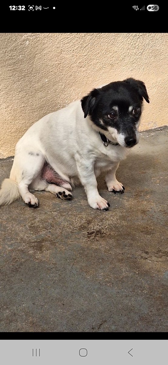 Please retweet to help JR find an emergency foster home AGED 13 💔💔💔 #NEWQUAY #CORNWALL #UK 
Urgent experienced Foster or Foster to Adopt Needed 
We are urgently looking for an experienced foster, or foster to adopt, for JR, a sweet boy who desperately needs a home.
JR has