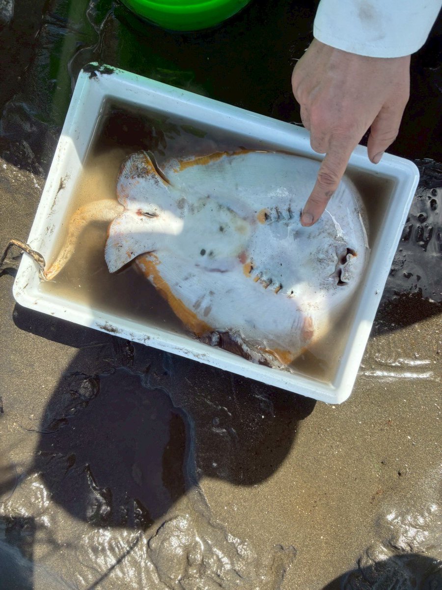 理研で干潟観察会に行きました❗
魚や鳥を見ました😊✨️海鳥が餌を食べているところをみんなで観察しました💯💮
なんと⁉️エイも見つけちゃいました🎊⚡＼(^-^)／ﾜｰｲ✨お魚にたくさん詳しくなれて大満足です💕
楽しい活動をたくさんしてるのでみんな来てね☀️💡