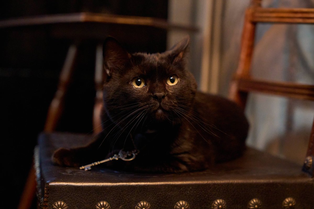 ⟡.· ┈オフショット公開┈⟡.·

黒猫ちゃんもクランクイン！
台本に沿って、上手にお芝居をしてくれます🐈‍⬛
出演者の皆さんもメロメロです…💕

✧･ﾟ• #UNREAL-不条理雑貨店- +｡✧
10月13日(月･祝)深夜START⚖

TVerお気に入り登録を✔
tver.jp/series/srd2076…

#アンリアル #染谷俊之 #小西詠斗