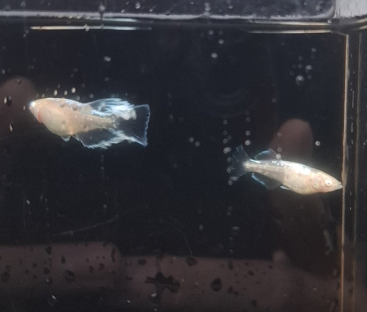 はなちゃん tweet media