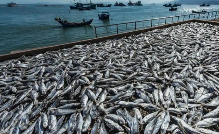 Harrison_Lvan's tweet photo. #Seafood can even be raised in the desert! See how #Xinjiang transforms the desert into "ocean"~ In Xinjiang's Hotan Prefecture, located on the southern edge of #Taklamakan Desert, #crabs, fish and shrimps thrive, and the unique "desert seafood" farming industry is developing. https://t.co/An4Fc2penR