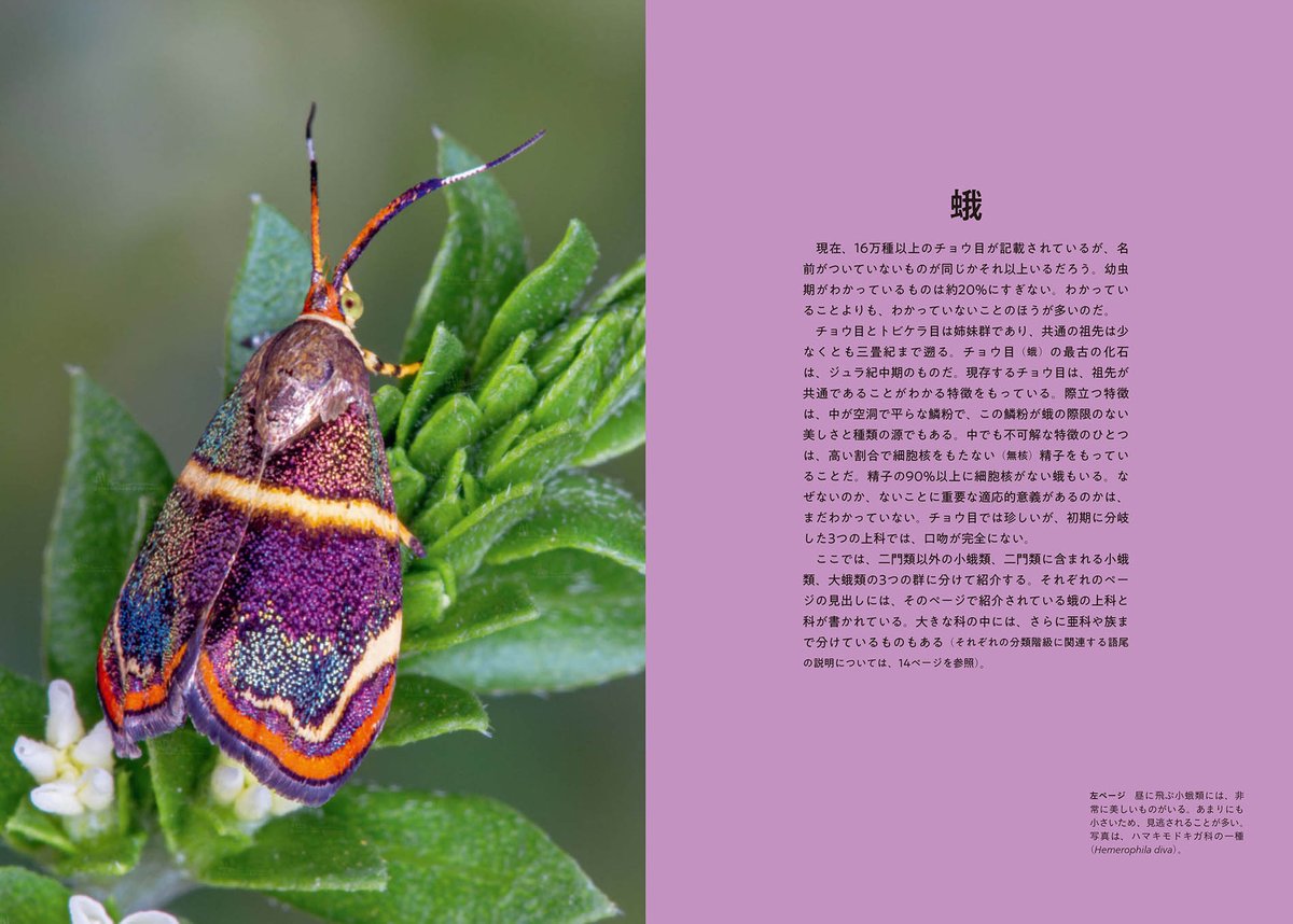 河出書房新社 tweet media