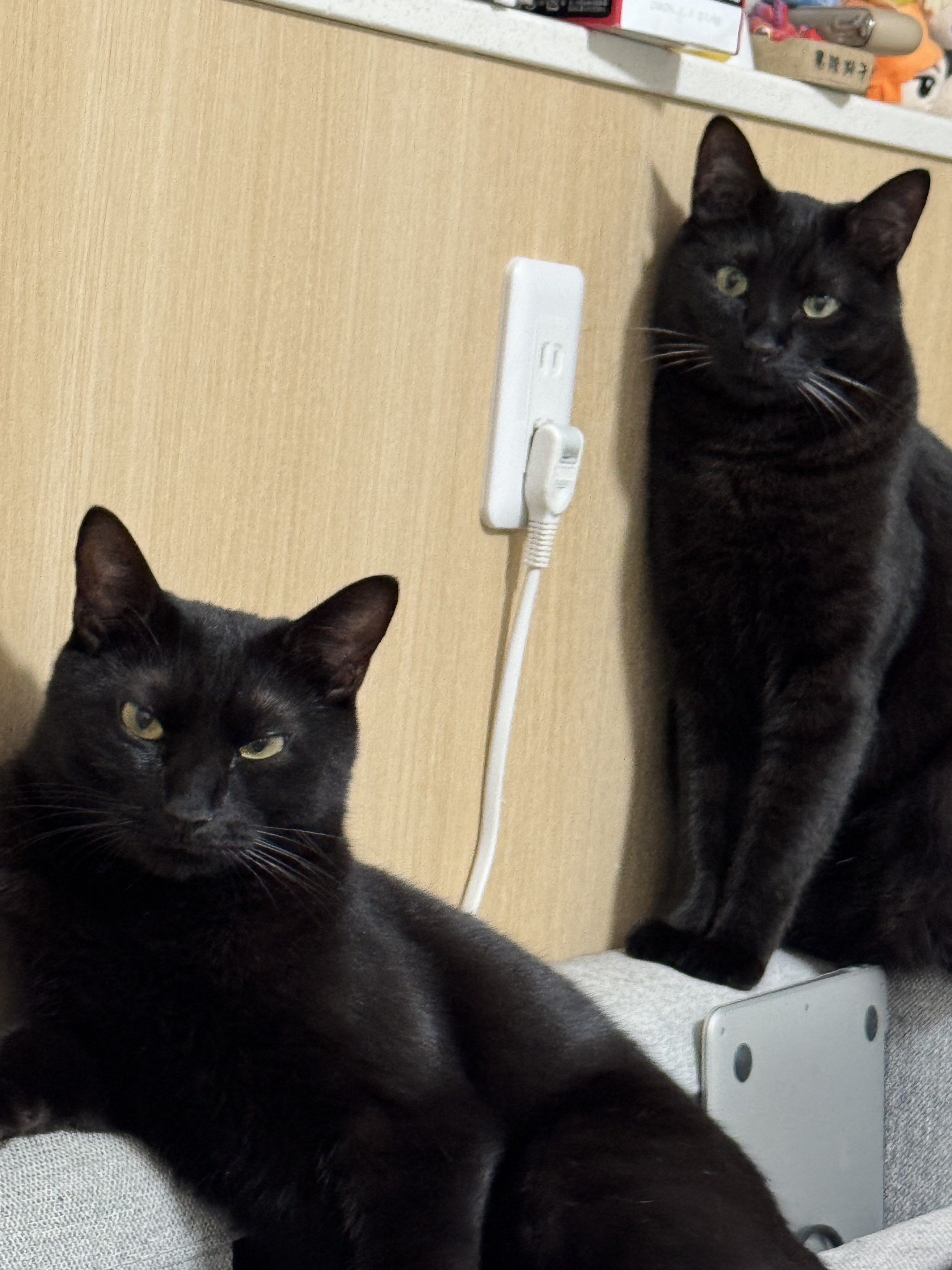 黒猫みんと かずよん🐈‍⬛黒猫りゅう🔜9/23・そうさくマーケット3階わ09ab