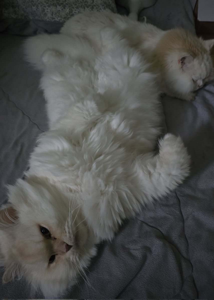 민트 (@snowykold) on Twitter photo 