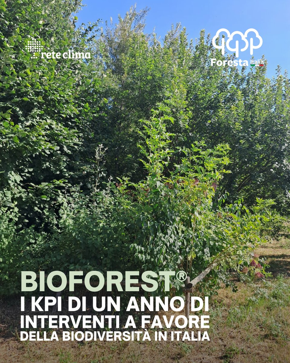 ReteClima's tweet image. 🍂🌳 A settembre ripartono i progetti di #rigenerazioneurbana con #NatureBasedSolutions per ridurre le #isole di calore 🌡️. In città si superano i 60°C, ma le #BioForest® abbassano le temperature fino a -24%, aumentando #biodiversità e benessere reteclima.it/bioforest-kpi-…