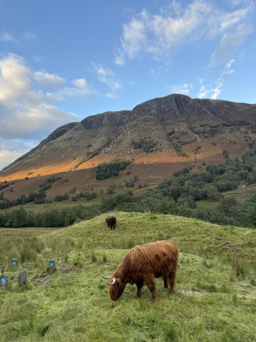 y‘all i met a highland cow yesterday and look how happy i am about it!
