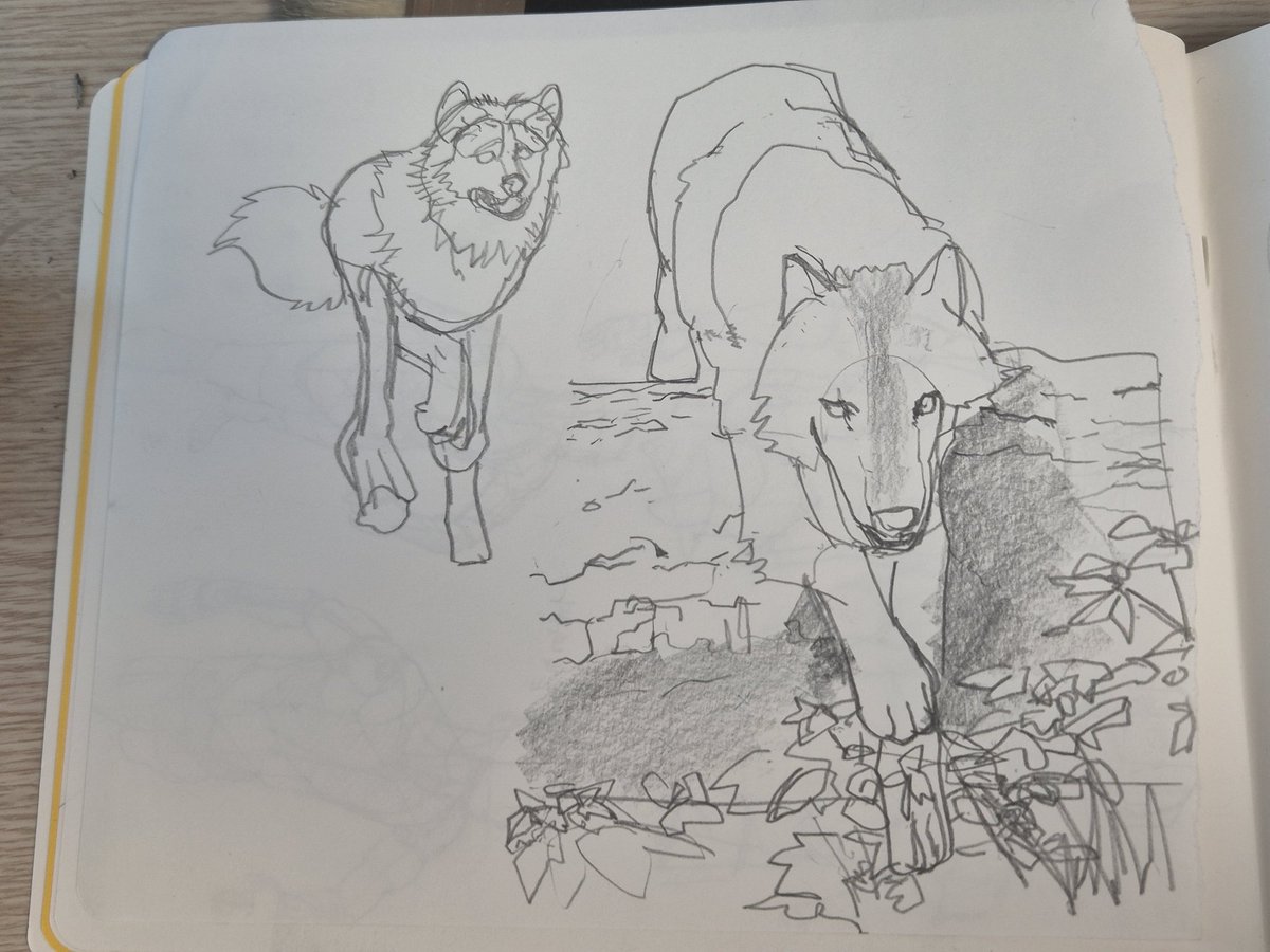 c_o_lm's tweet image. wolf croquis