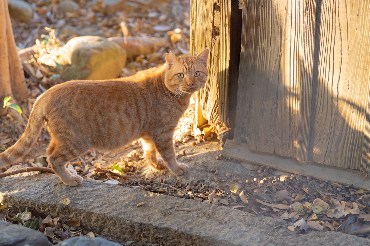 mire_tokusatu's tweet image. SONY FE 70-200mm F2.8 GM II
バズーカ
俗に言う純正大三元レンズの1つで望遠域の便利ズーム
高いし重い…まじで重い後かさばる
暗いとこでも撮れるしとにかく高画質
なんやかんや一番使用頻度が高いレンズ
AFが化け物でポートレートに物撮り、動体どこでも行ける
#愛用レンズを画像付きで布教する