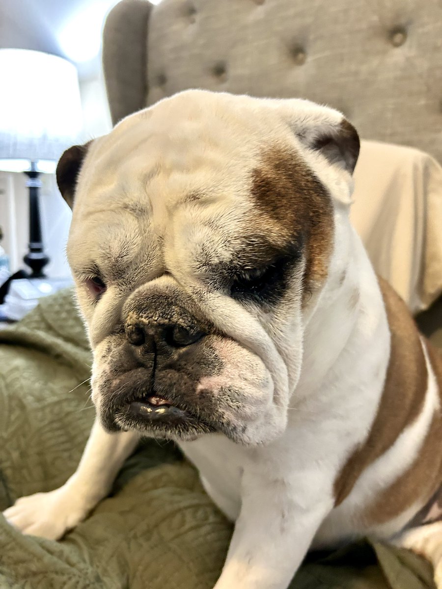 Cookies not kibble!! Who’s with me?!