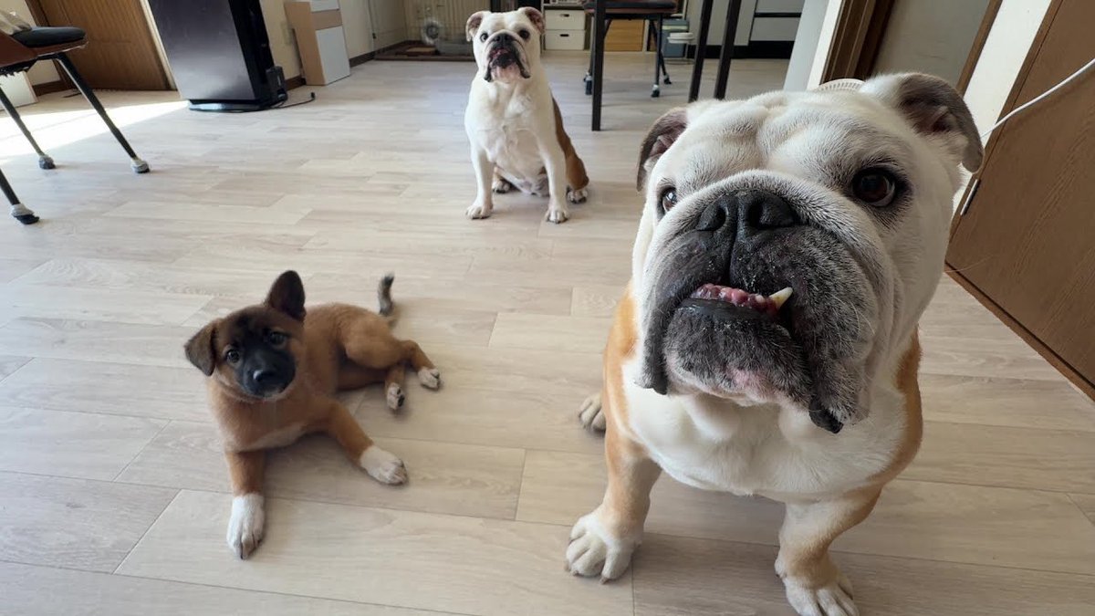 ぶるまる Photo by ブルドッグぶるまるチャンネル (@burumaru) · August