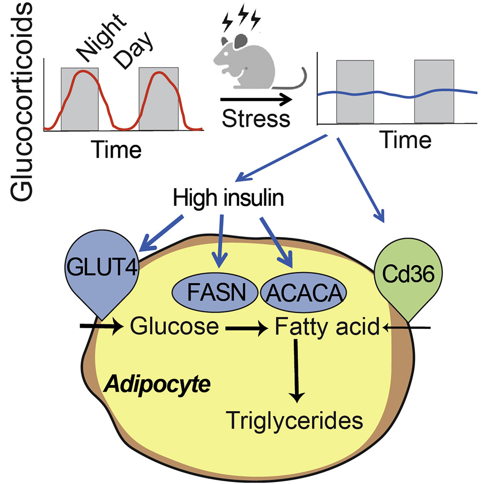 Cortisol should peak in morning and drop at night, but chronic stress flattens this rhythm.

When mice lost this daily cortisol oscillation (mimicking jet lag/shift work), they developed hyperinsulinemia and doubled their fat mass in 3 weeks (despite eating the same amount).