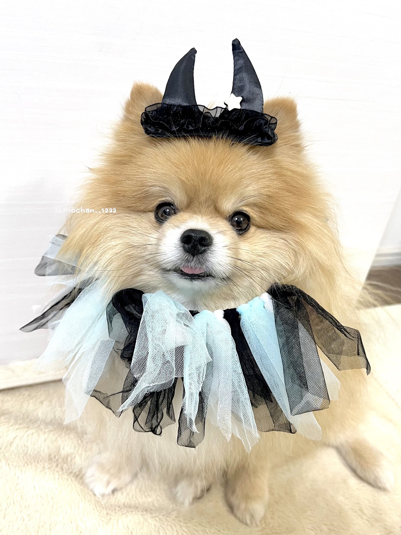 ポメラニアン もちゃん🐶🍮ポメラニアン on X: 