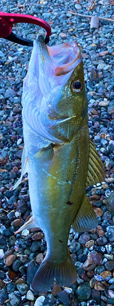 sacchaaa24's tweet photo. 見るたびに悲しくなるんですが、魚の顎にわざわざデカ穴を開ける理由はなんですか？🫩

初心者なんだ、仕方ないんだと思っていつもTwitter閉じます🔰 https://t.co/eHhLb4Ku4d