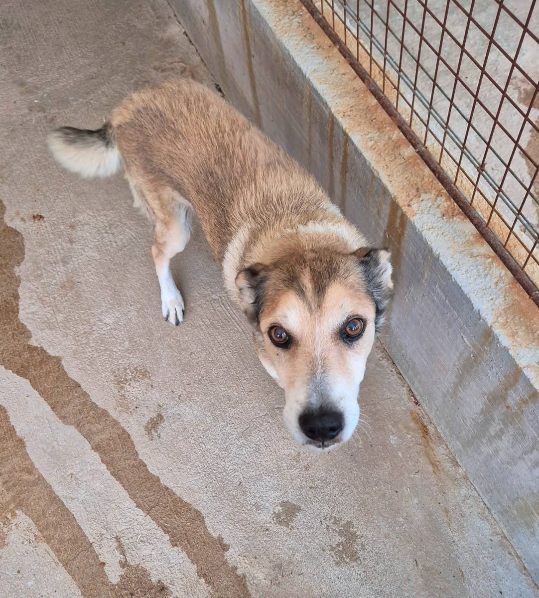 🆘Rudy ha 11 anni tutti di canile.È arrivato che era un cucciolo pieno di vita,ma da allora la sua casa sono state le sbarre di un box,il cemento freddo.È un compagno silenzioso e fedele,un cane che non ti lascerebbe mai solo. Tg media volontaricanilemortara@gmail.com