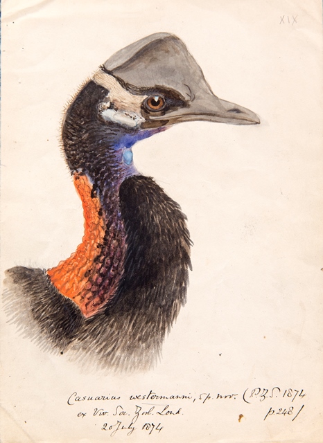 ZSLLibrary's tweet image. Celebrating #WorldCassowaryDay with these original #artworks in our #specialcollections.
To find descriptions and thumbnail images of items in our #art collections, search our Library catalogue: library.zsl.org Select &apos;Search artworks&apos; from the lefthand sidebar