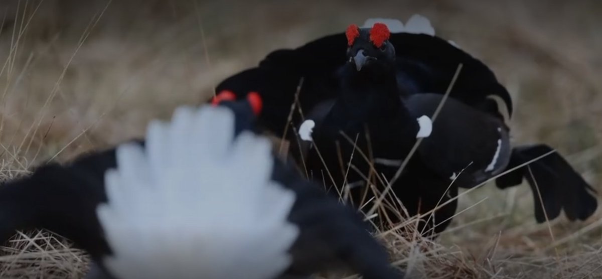 GWCT Science tweet media