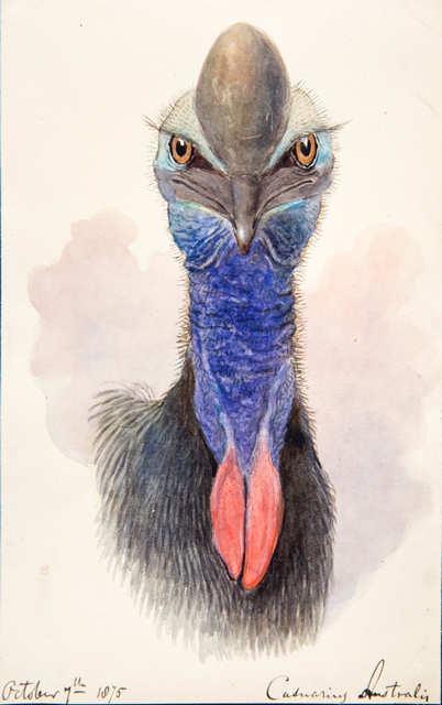 ZSLLibrary's tweet image. Celebrating #WorldCassowaryDay with these original #artworks in our #specialcollections.
To find descriptions and thumbnail images of items in our #art collections, search our Library catalogue: library.zsl.org Select &apos;Search artworks&apos; from the lefthand sidebar