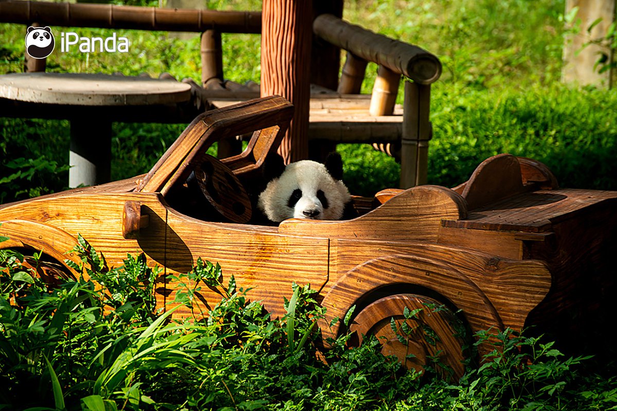 ipandacom's tweet image. This is the view that I saw during my holiday. Can I see a full of comments with all your views during your holiday😎?

(Photo credit: VCG)

#panda #driver #cute #cool #PandaPic #PandaFun #NiceHoliday 

For more panda information, please check out: en.ipanda.com
