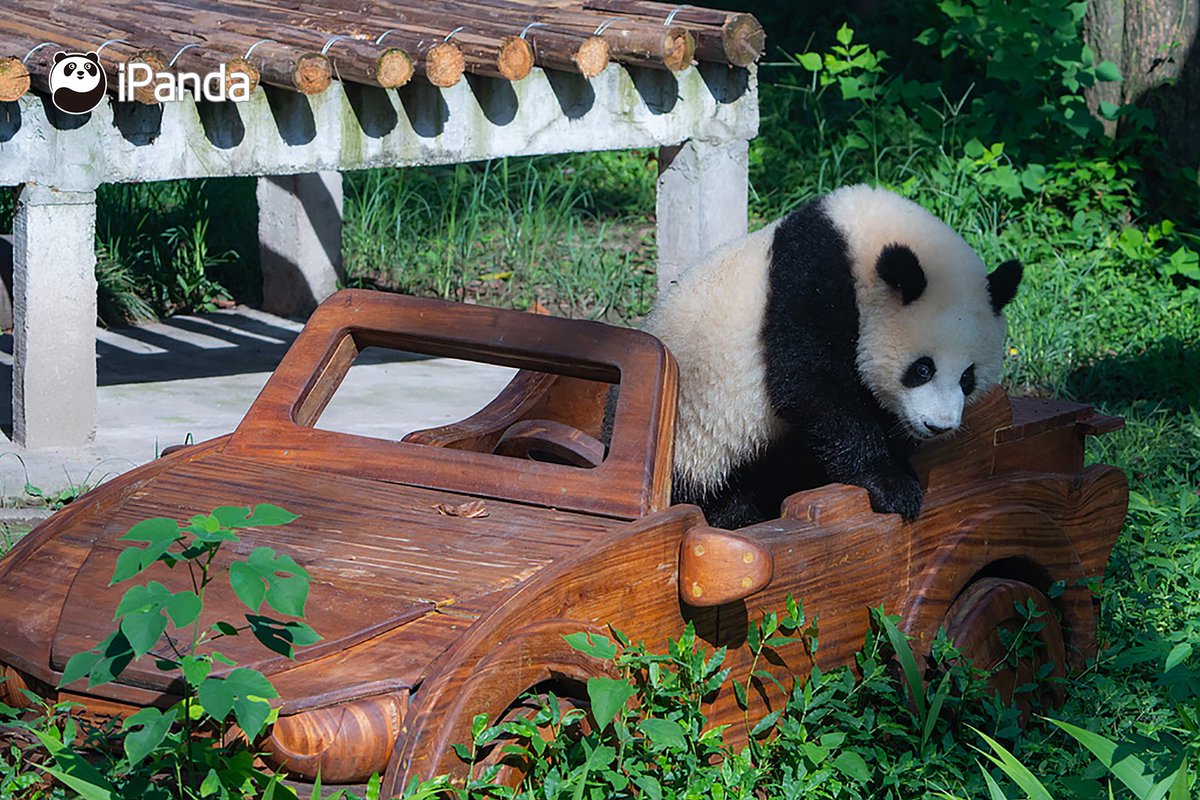 ipandacom's tweet image. This is the view that I saw during my holiday. Can I see a full of comments with all your views during your holiday😎?

(Photo credit: VCG)

#panda #driver #cute #cool #PandaPic #PandaFun #NiceHoliday 

For more panda information, please check out: en.ipanda.com