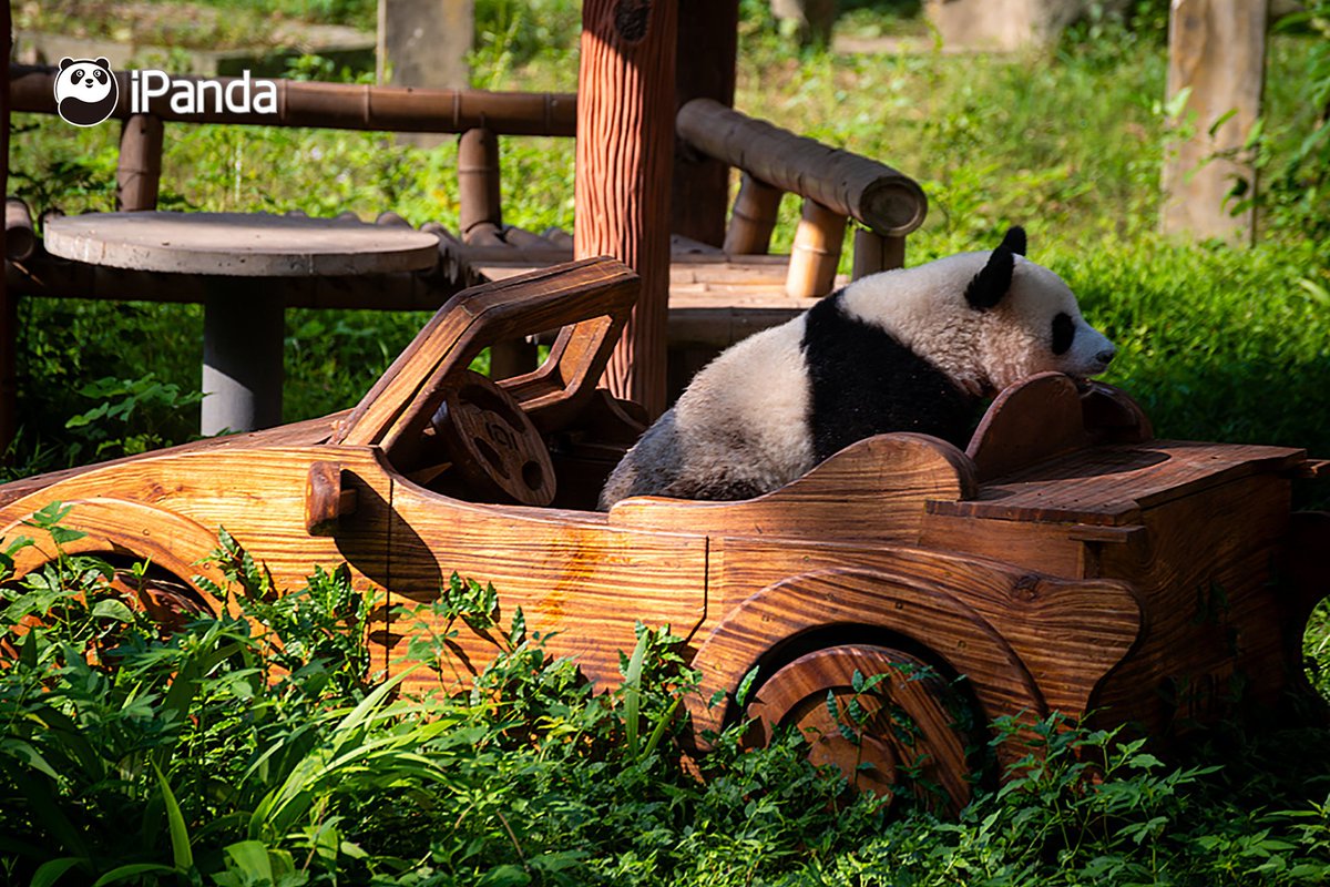 ipandacom's tweet image. This is the view that I saw during my holiday. Can I see a full of comments with all your views during your holiday😎?

(Photo credit: VCG)

#panda #driver #cute #cool #PandaPic #PandaFun #NiceHoliday 

For more panda information, please check out: en.ipanda.com