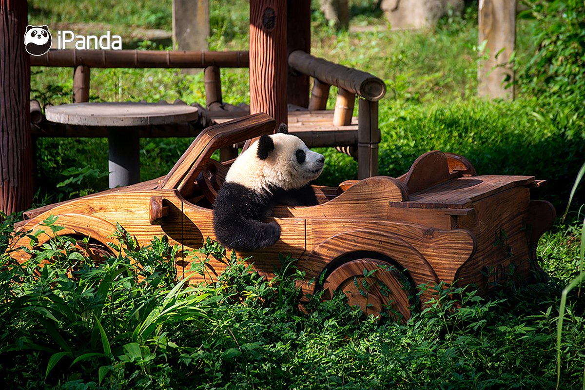 ipandacom's tweet image. This is the view that I saw during my holiday. Can I see a full of comments with all your views during your holiday😎?

(Photo credit: VCG)

#panda #driver #cute #cool #PandaPic #PandaFun #NiceHoliday 

For more panda information, please check out: en.ipanda.com