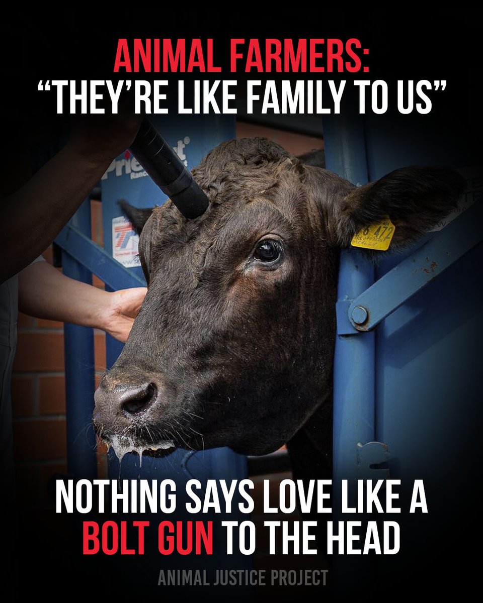 ajpReact's tweet image. Animal farmers... is this *really* how you would treat your family? 😳
Or is this treatment exclusive to beings that you consider commodities?
Thought so. 

Like this post if you agree we have no right to use any sentient creatures. 

#JusticeForAnimals #RejectAnimalUse