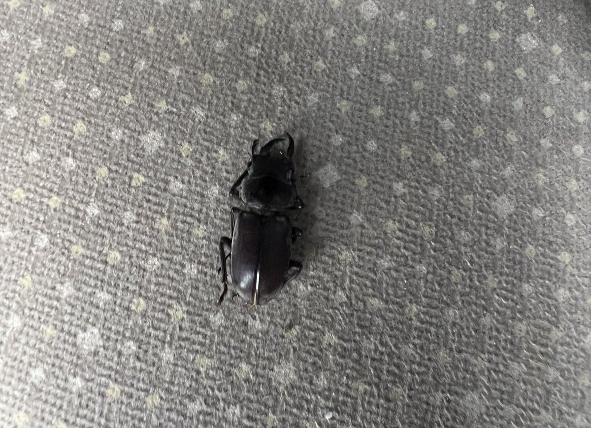 ksonnnnbot's tweet photo. 聞いてくれ子育て界隈

息子（3）が保育園の帰り道
「くつに石はいってる…」って言うから車に乗る時に靴脱がせて取ってあげようと思ったら、靴の中にクワガタ入ってて悲鳴あげたんやけど😇😇😇

というかこれ本当にクワガタか？？ https://t.co/WhI9bLRpS9