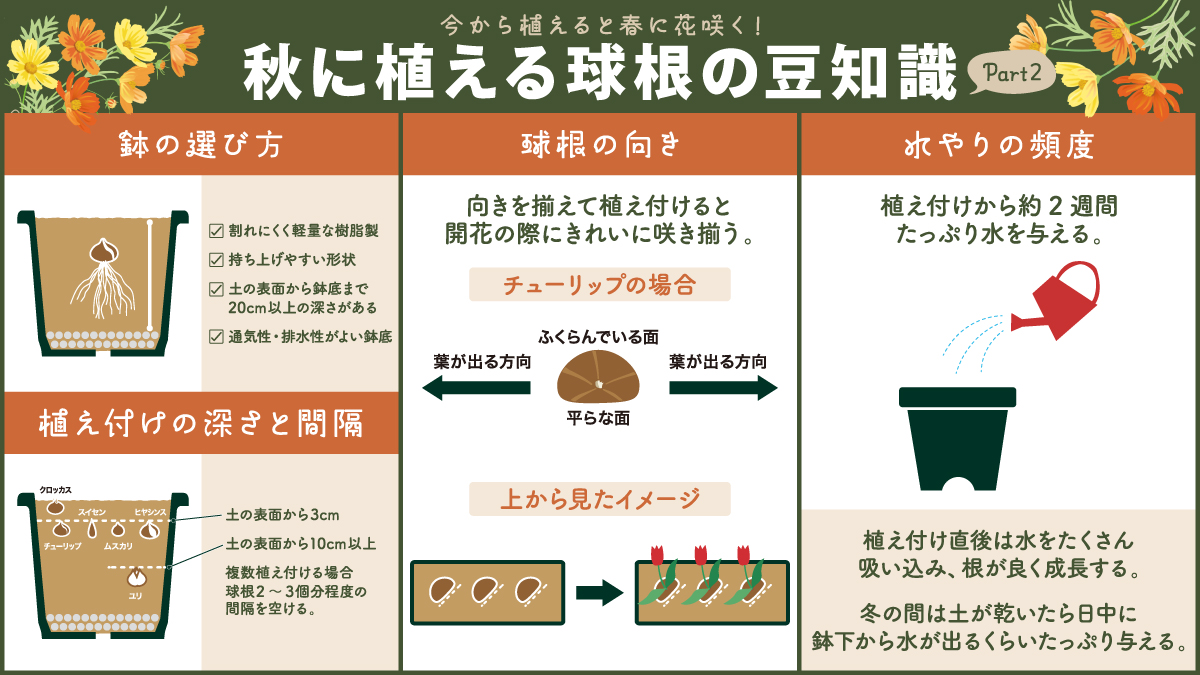2月2日更新　百合　球根（お知らせ用） 謎の球根を植えてみたら。。｜🍀GreenSnap（グリーンスナップ）