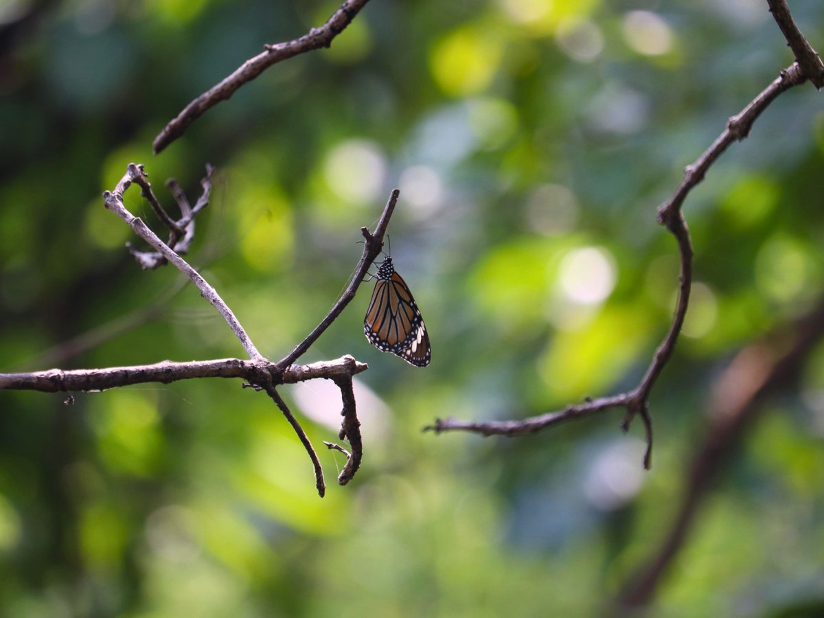 WCS-India tweet media