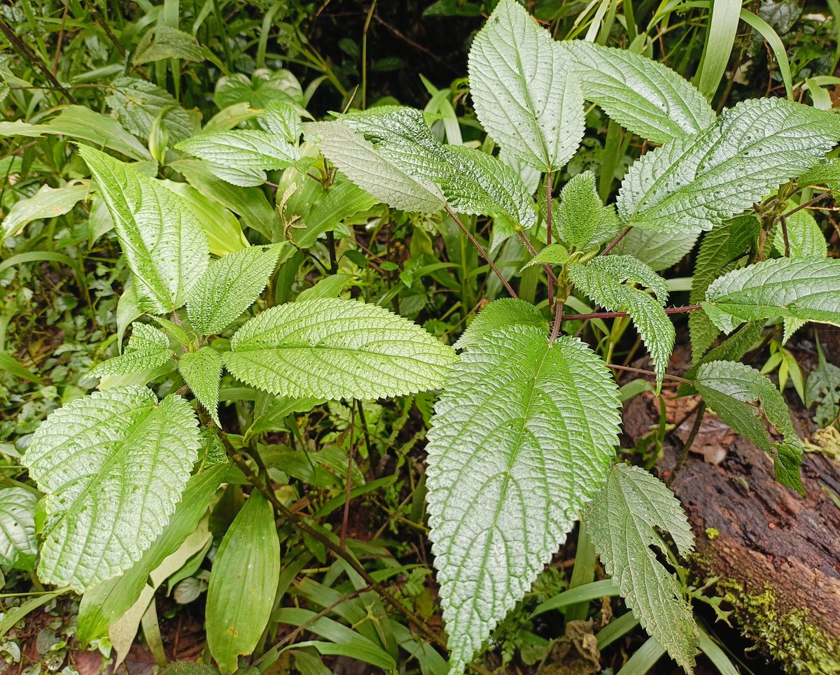 eco2librium (@eco2libriumllc) on Twitter photo We came across Boehmeria nivea, commonly known as Royalty. This remarkable plant is more than just a forest gem – it plays a vital role in both ecology and human well-being. 
Every plant in Kakamega Forest tells a story of resilience, health & balance. We came across Boehmeria nivea, commonly known as Royalty. This remarkable plant is more than just a forest gem – it plays a vital role in both ecology and human well-being. 
Every plant in Kakamega Forest tells a story of resilience, health & balance.