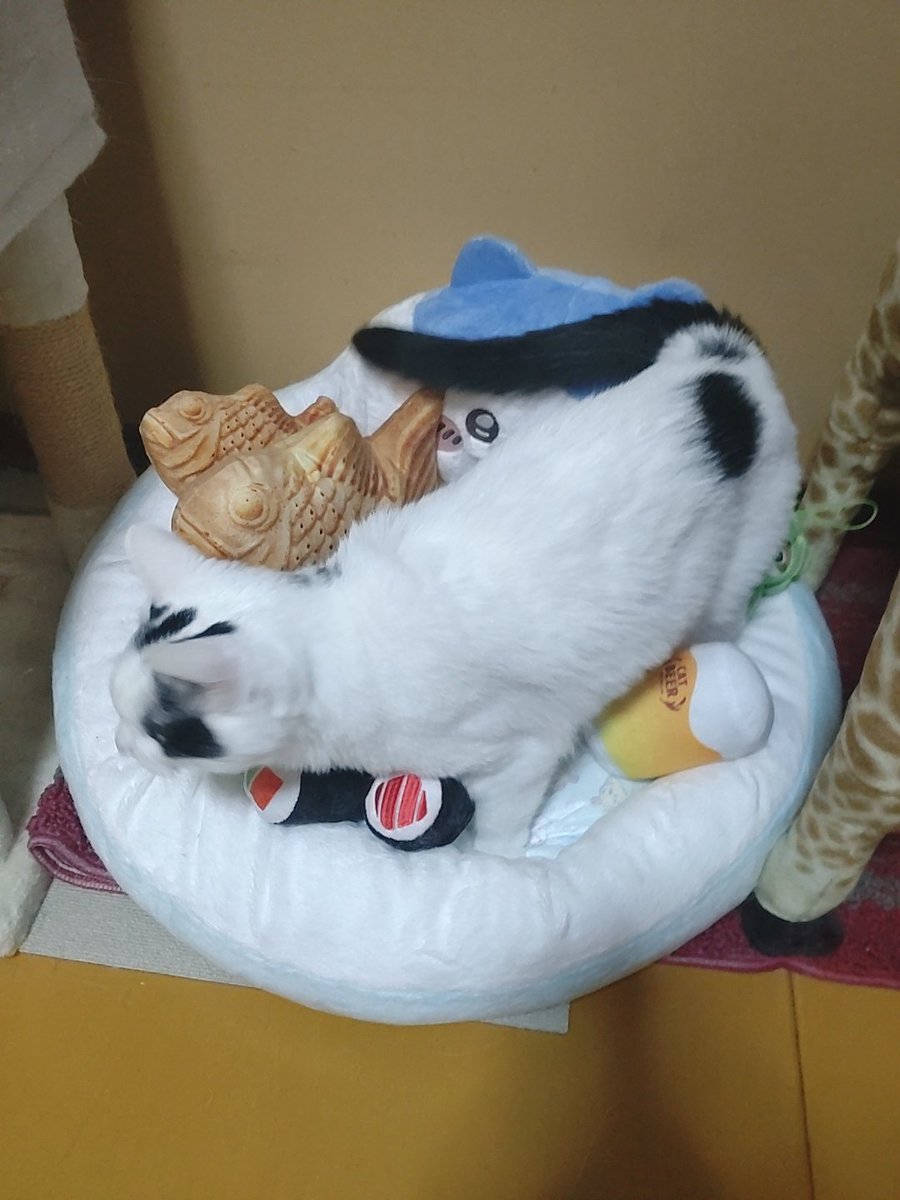 どっちのハチワレベッドが
いいかにゃ〜😺