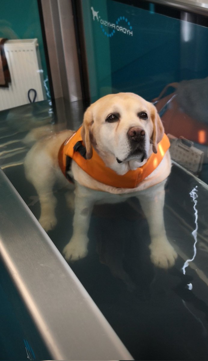 BertsLegacy's tweet image. I think they&apos;re either drowning me or making me fit. 

Either way - Send help!!
#dogsoftwitter