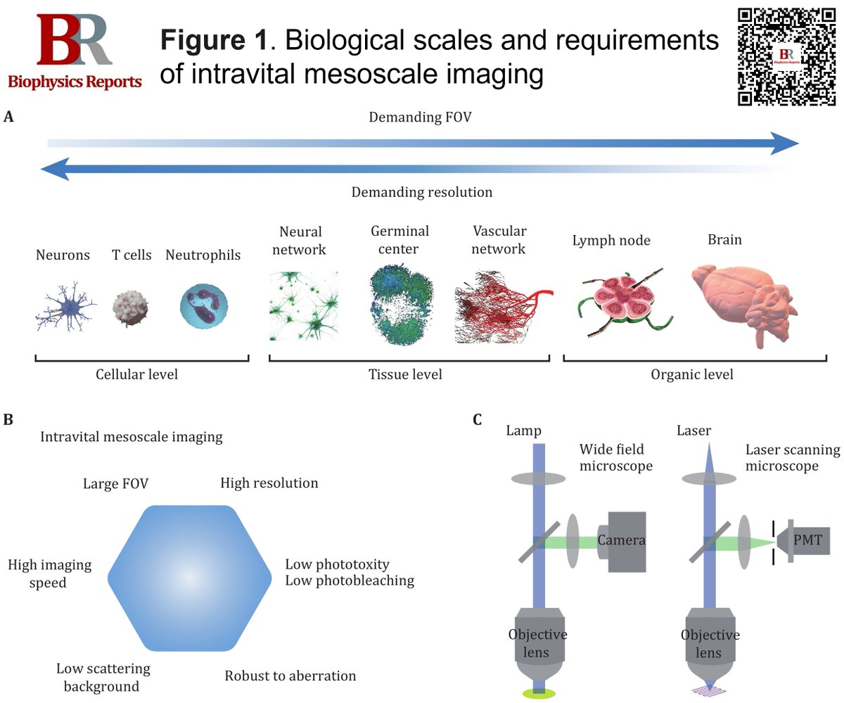 📢Congrats to Qionghai Dai on their review "Intravital mesoscale optical imaging: challenges, techniques, and future perspectives" published in Biophysics Reports (Online First).
🔗doi.org/10.52601/bpr.2…
#IntravitalMicroscope #MesoscaleOpticalImaging #SpaceBandwidthProduct