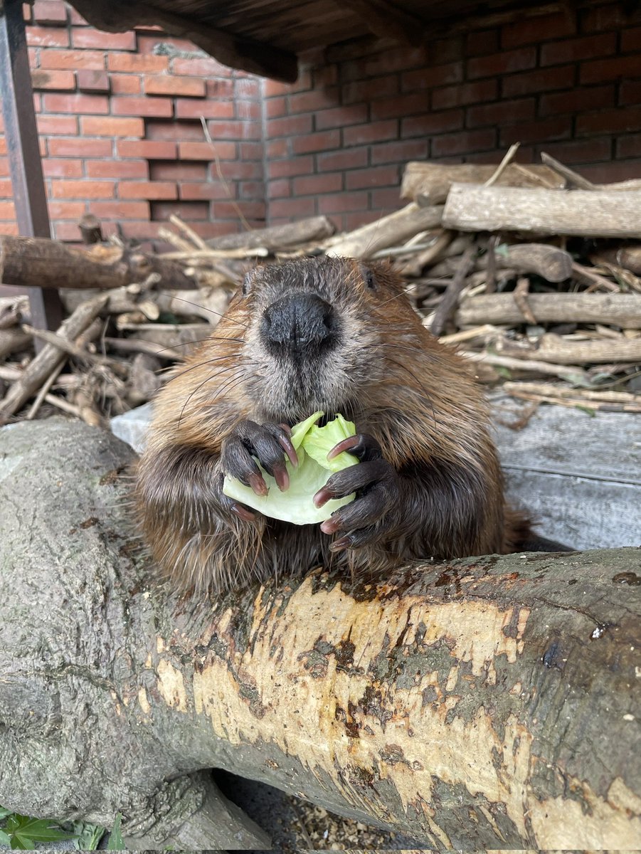 #ビーバー 達に
秋らしいモミジの木を
あげてみました🍁

美味しいようで
よく食べていました☺️

・ふり返るむぎとモミジ
・泳ぐすやすやとモミジ
・キャベツを食べながら、モミジの木を肘置きにするすやすや

#羽村市動物公園
#ヒノトントンZOO
#beaver