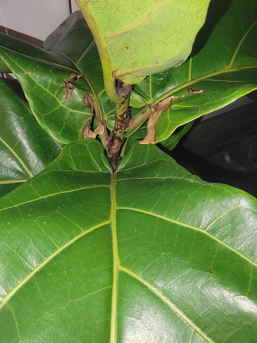 AllForGardening's tweet image. Im thinking leaf burn. Was in full glass window south facing.
 
allforgardening.com/1454839/im-thi…
 
#FicusLyrata #FiddleLeafFig