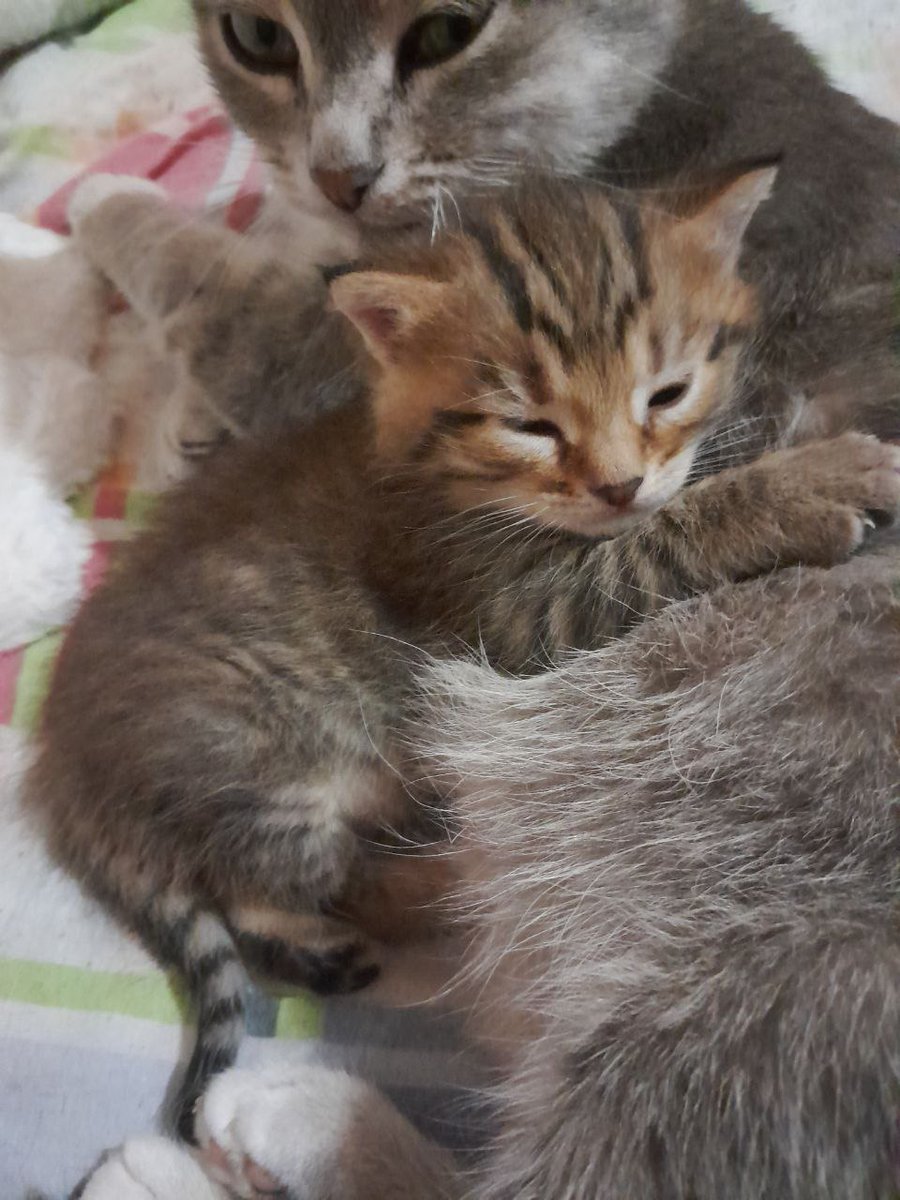 UbkinaBabka's tweet photo. Превращение из жестб крошечной коськи в коську побольше https://t.co/FvIKAic3Lm