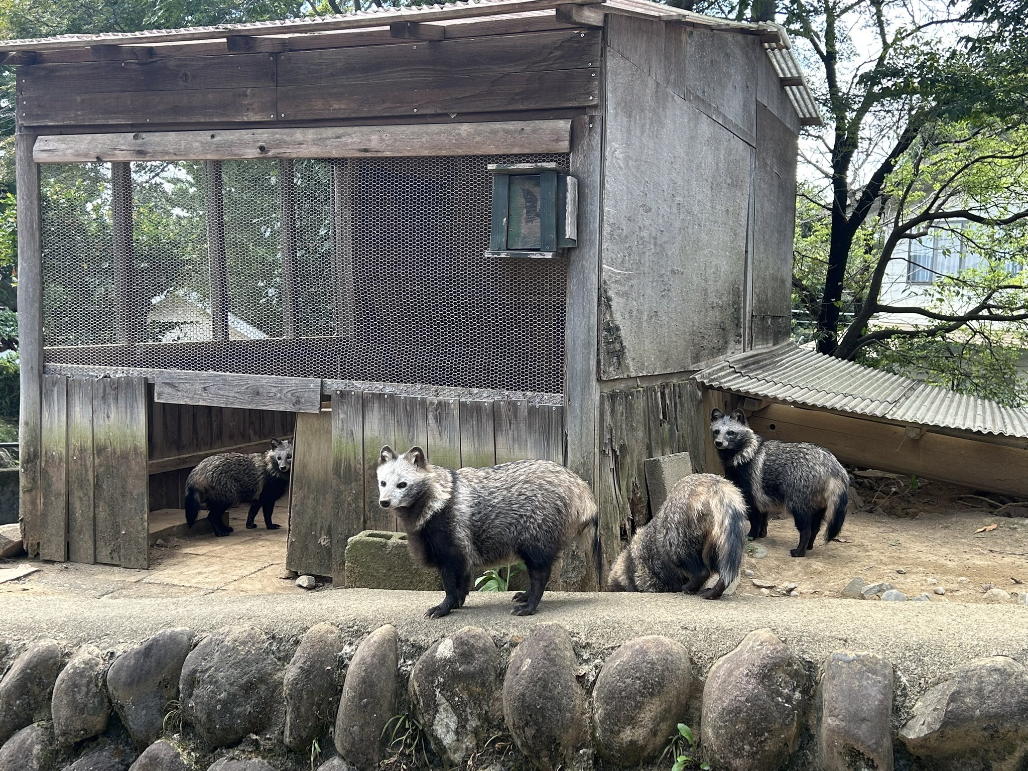 タヌキ愛好家の七倉💉💉💉💉💉/BOOTH＆メロン通販受付中