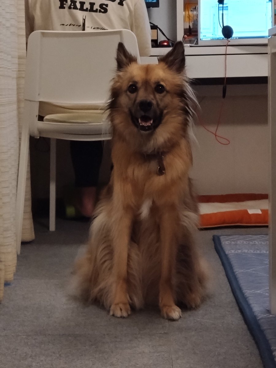 雑種のくーちゃん (@f0Nji1aO6afTkge) / Posts / X