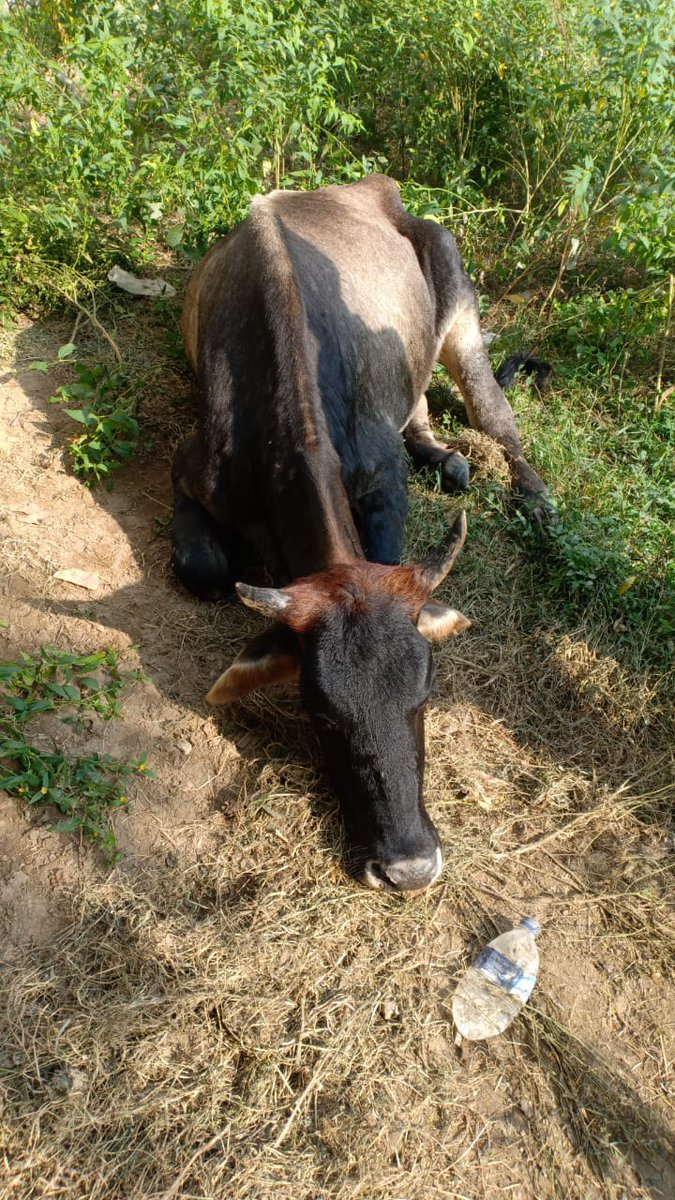 जनपद बरेली थाना बिथरी चैनपुर के अंतर्गत सनराइज चौराहे के पास गगन विहार कॉलोनी में एक बेसहारा गौमाता पड़ी है निवेदन है स्थानीय लोगों का सहयोग कर हॉस्पिटल भेजने की कृपा करें <a href="/112UttarPradesh/">Call 112</a> <a href="/bareillypolice/">Bareilly Police</a>