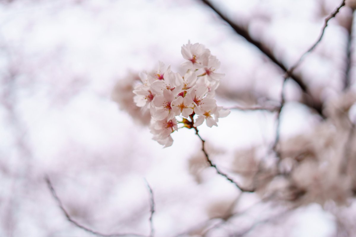 reitaros_fig's tweet image. SONY FE 50mm F1.8
純正最安の所謂「撒き餌レンズ」
カメラ購入時に間に合わせで買ったものの、スマホでは絶対撮れないボケ感の写真が撮れ、一眼の楽しさを教えてくれた一本
AFが遅い、駆動音がする、フリンジが目立つので現場では使わないが、散歩の相棒として活躍
#愛用レンズを画像付きで布教する