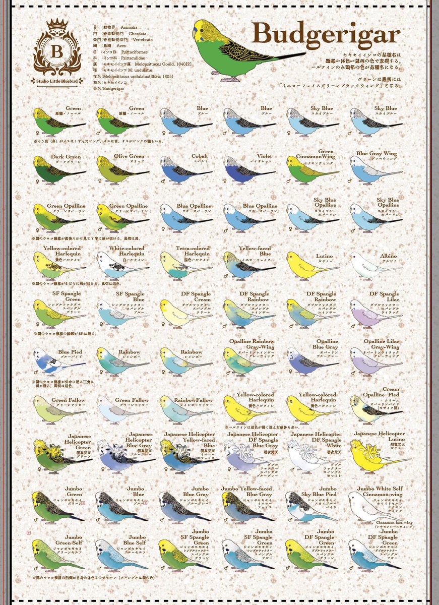 セキセイインコ - অনুসন্ধান / X