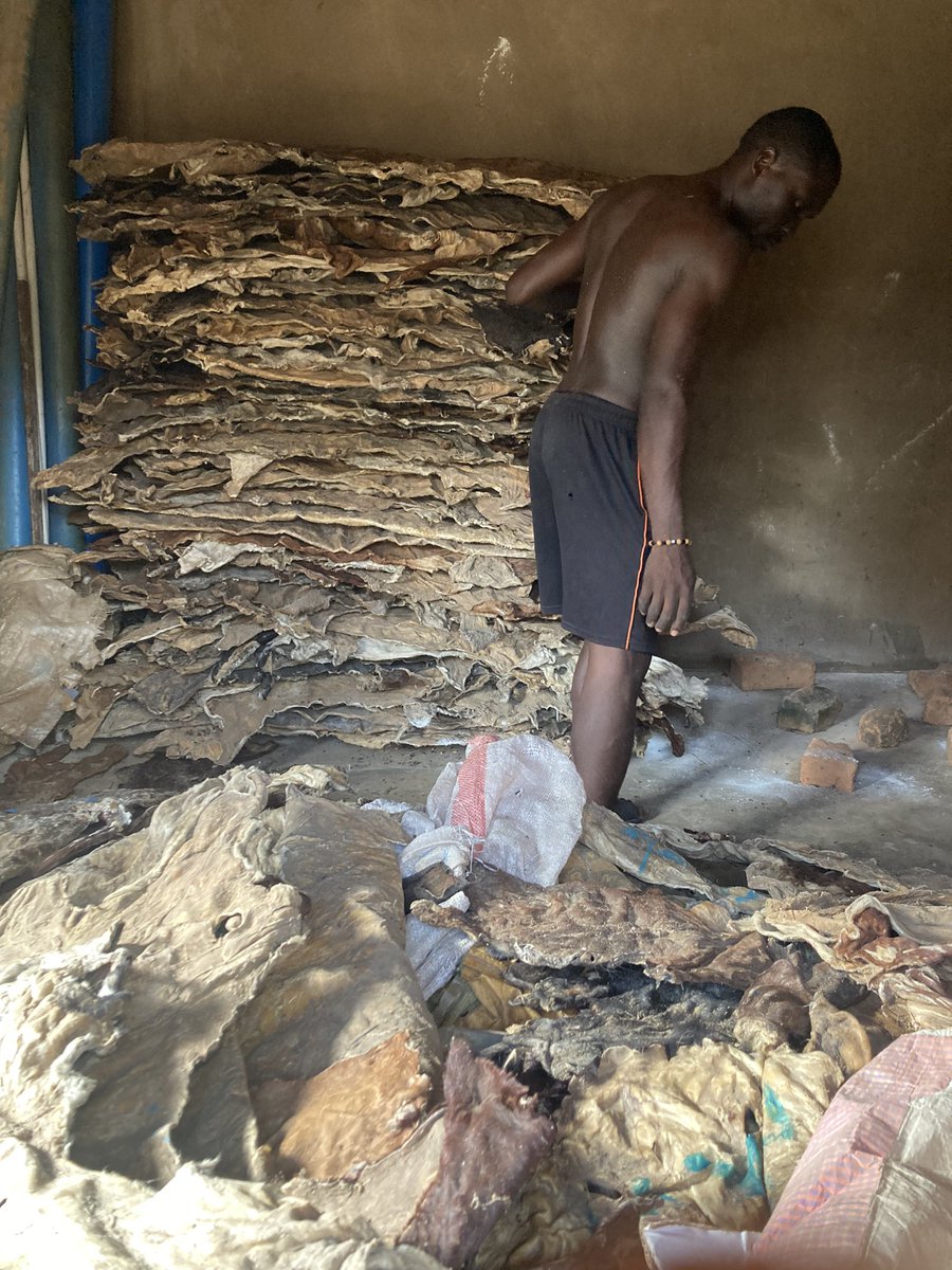 BenueIntro's tweet image. Cow skin (kpomo)available
Price ranges from 30-60k
Location, Makurdi Benue state.
Delivery nationwide 
Send a DM to place an order or whatsapp: 08152278712