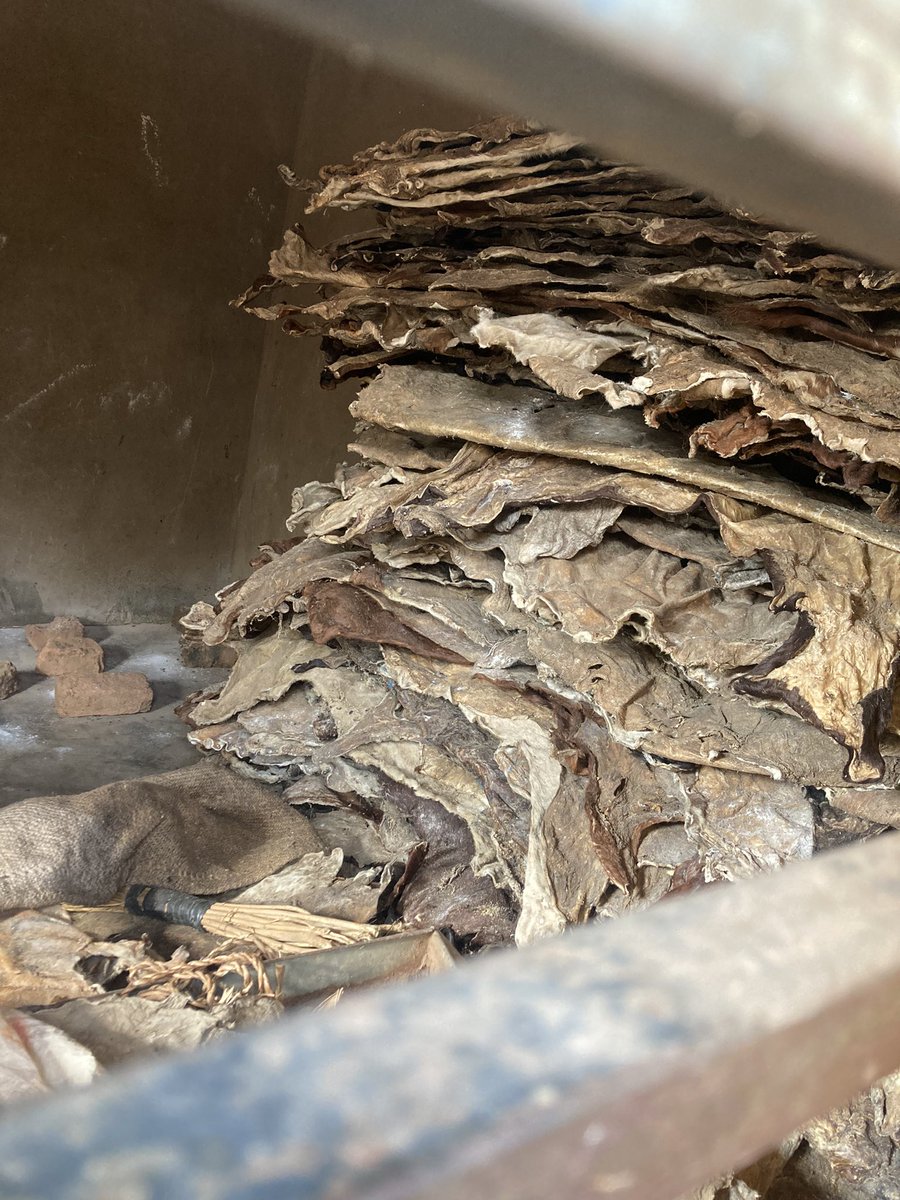 BenueIntro's tweet image. Cow skin (kpomo)available
Price ranges from 30-60k
Location, Makurdi Benue state.
Delivery nationwide 
Send a DM to place an order or whatsapp: 08152278712