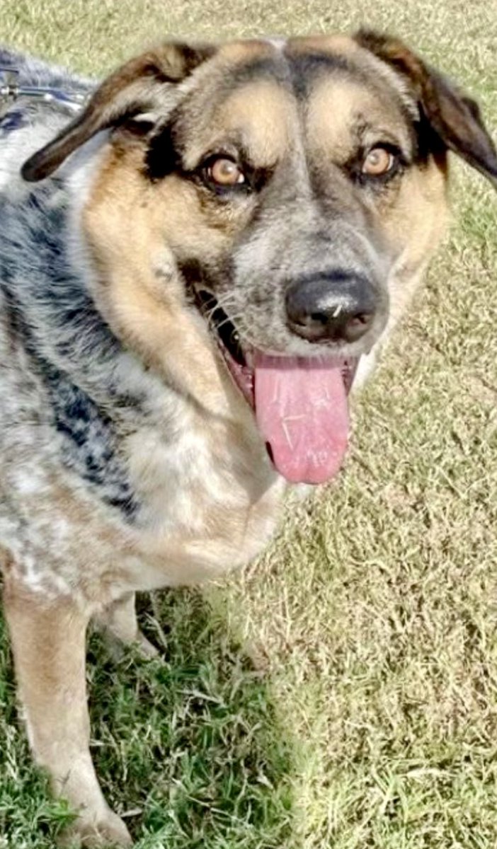 I'm FLUMMOXED by the lack of interest in DUKE #A383540! His raw beauty is incomparable! His 💖 is PURE &amp; LOYAL. 
If you win his 💕 love, all that INTELLIGENCE &amp; fierce loyalty can be yours! #Pledge4Rescue  3 yo GSD mix. 

He'd gladly lay down HIS life for yours. 

Is he "a Knight
