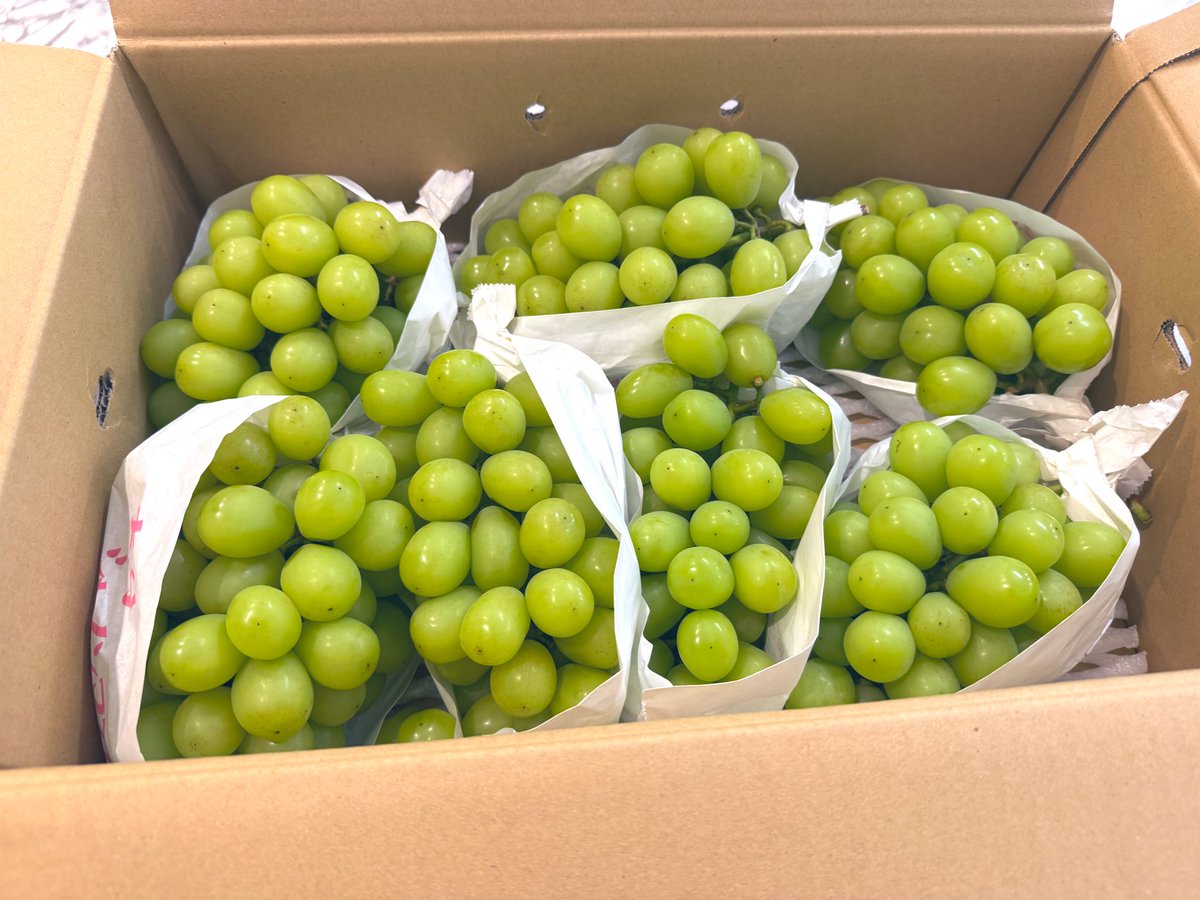 shishimaru0831's tweet photo. シャインマスカット届いた🍇- ̗̀📦 ̖́-
今回のはめっちゃ粒デカくて
皮薄くてやばいww
今年もそろそろマスカットの時期終わる😭 https://t.co/YsVGor3AmV